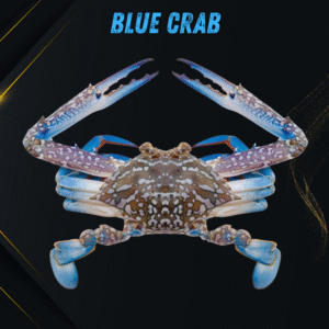 Blue Crabs
